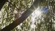 Slow motion tracking shot of sun rays shining through a tree