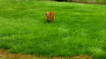 a dog running in grass 