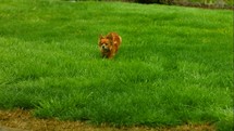 small dog running in green grass