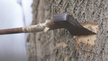 ax chopping down a tree 
