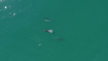 A Pod of Wild Dolphins Swimming in the Ocean