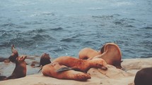 seals on a rocky beach 
