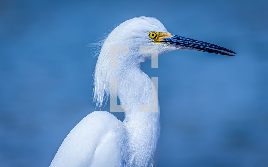 white egret 