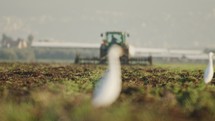 Cattle egrets in a field with change focus to a Tractor cultivating