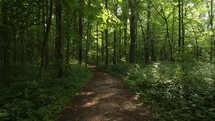 Walking POV through a lush green forest