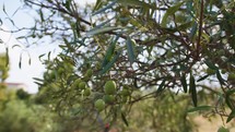 Ripe olive for oil production