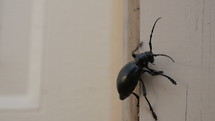 Close up of a large beetle bug