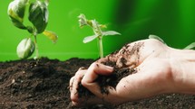 Hand rubbing soil for plants.