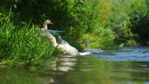 Small flock of domestic geese swimming and cleaning their feathers near the bank of a river against a village landscape