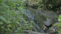 Tracking shot of a small water stream flowing inside a green lush forest