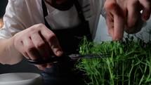 The Chef Selection Of Herbs For A Vegetarian Meal