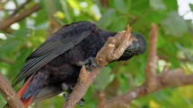 Coracopsis Barklyi Also Know As Black Parrot Of Seychelles 
