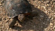 Tracking shot of a desert tortoise