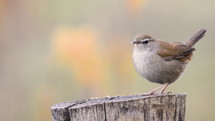 song bird on a post 