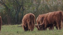 Herd Of Highland Cattle (Bos taurus Taurus) Grazing Grass On The Green Pasture.  - wide shot