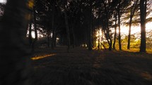 Pine wood at sunset light