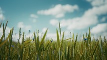 Close up of crops swaying in the wind during summer