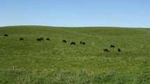 Cows on a grassy hill