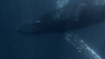 This underwater footage captures a humpback whale gracefully swimming through the ocean, showcasing its immense size and beauty. The serene movement of the whale in its natural habitat makes this video ideal for projects related to marine life, ocean conservation, wildlife documentaries, or educational content focused on the underwater world. Perfect for emphasizing the majesty of ocean creatures and the importance of preserving their environments.