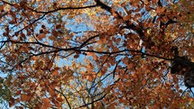 Orange Leaves For Autumn In The Mountains Of Italian Trentino