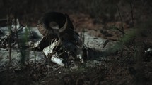 Skull of a dead goat