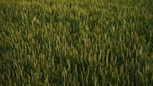 crops swaying in the wind during summer