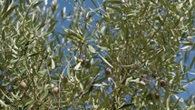 Olive tree leaves blowing in the wind