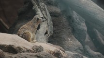 Meerkat sits on rock looking around curiously, handheld