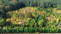 Yellow Autumn Trees in mountain 
