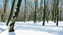 Snowy forest in mountain landscape