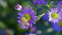Honey bee gathering nectar on aster flower