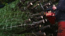 trimming Christmas trees with a chainsaw 