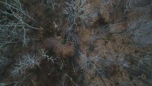 aerial view over a stream in a forest 