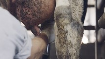 Cows during milking on a rotary milking parlor in a large dairy farm