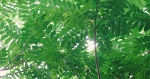 green tropical branches 