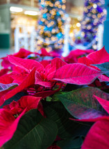 Red poinsettia flowers on display in a shopping mall with a brightly lit Christmas tree in the background