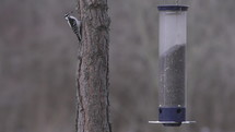 a bird getting bird seed from a feeder 