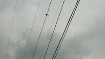 A bird sits on an electrical wire in front of grey storm, rain clouds.