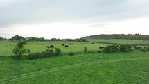 Cows in a Field Aerial View in the UK