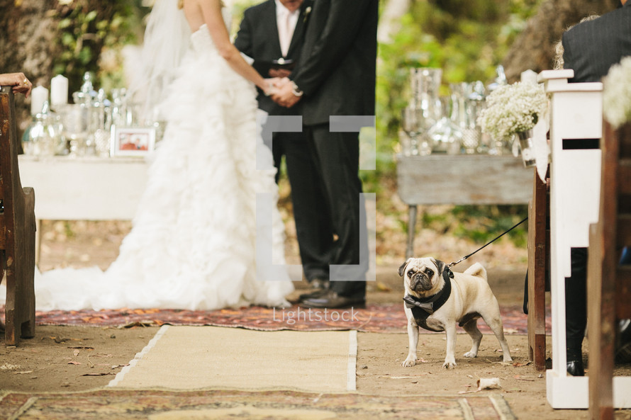 Bride and groom saying vows with pug in the aisle.