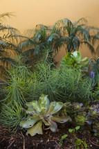 plants in a garden bed 