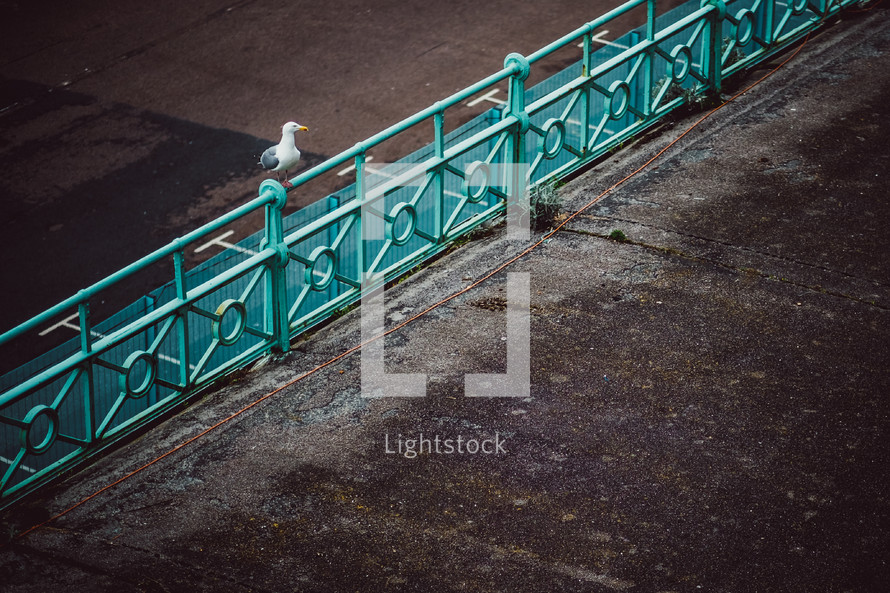seagull on a turquoise railing 