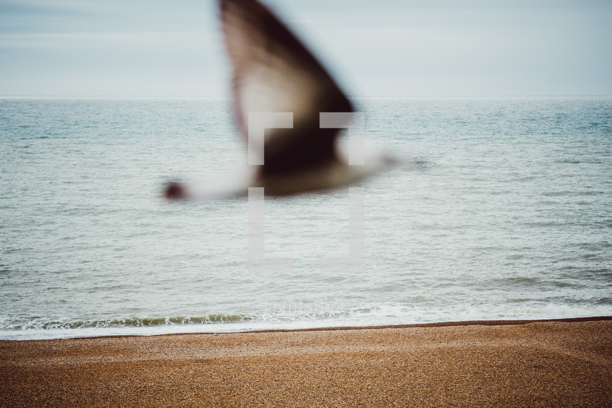 out of focus seagull 
