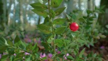 Butcher's broom with red berry 