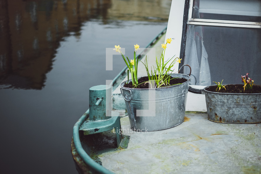 daffodils on a house boat 