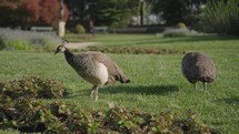 Peacocks inhabit the gardens of Jardins do Palácio de Cristal in Porto.