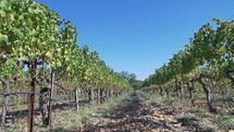 vineyard full of grapes 