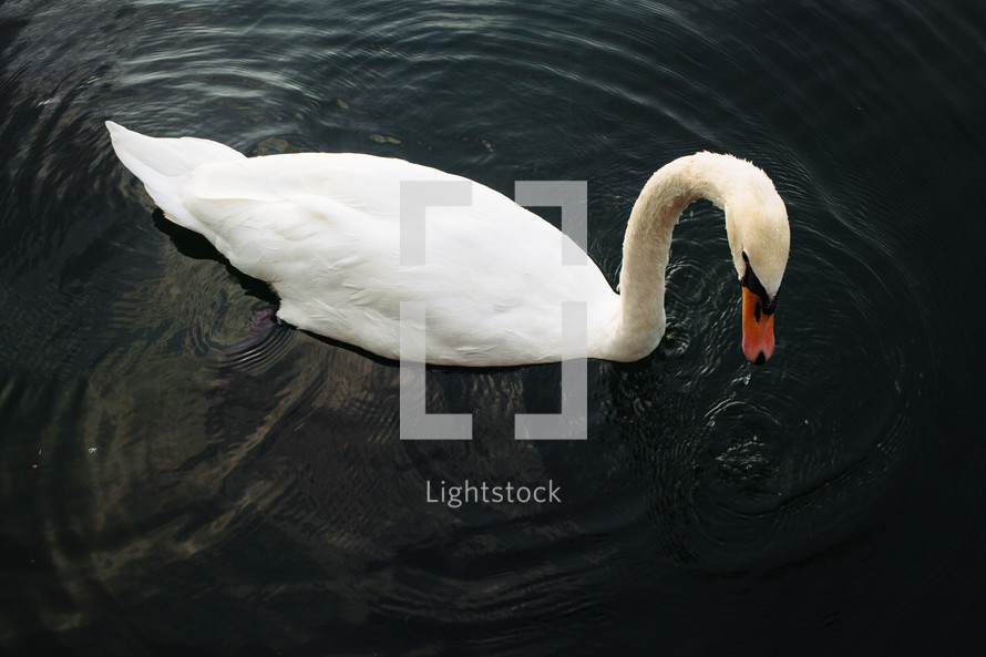 swan on lake Eola