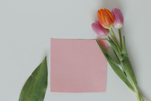tulips and blank pink paper 
