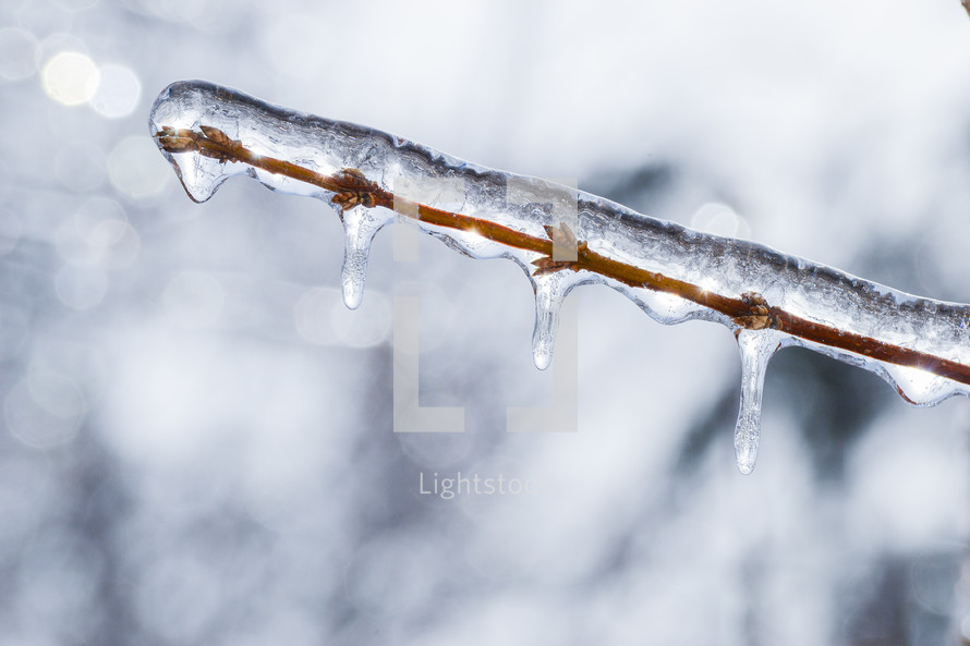 icy branch 